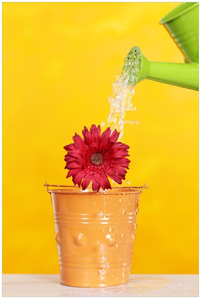 Wallario Premium Glasbild, freischwebende Optik, kräftige Farben, Größe 90 x 60 cm Motiv Rote Blüte im Blumentopf - frisch begossen