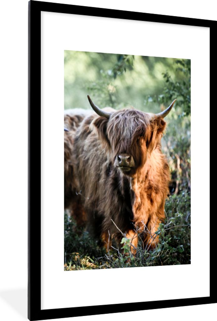 MuchoWow Gerahmtes Poster Schottische Highlander - Wald - Tiere 60x90 cm - Poster mit Schwarzem Bilderrahmen Wandposter Rahmen Foto Bilder - Deko...