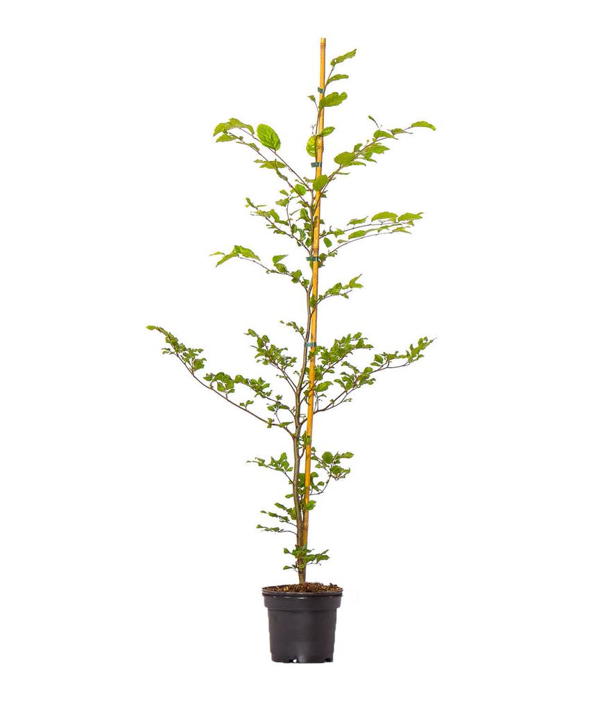 Dehner Rotbuche, Fagus sylvatica, für 8 Meter Hecke, 100-125 cm, 40 x 3 l Topf, Heckenpflanze