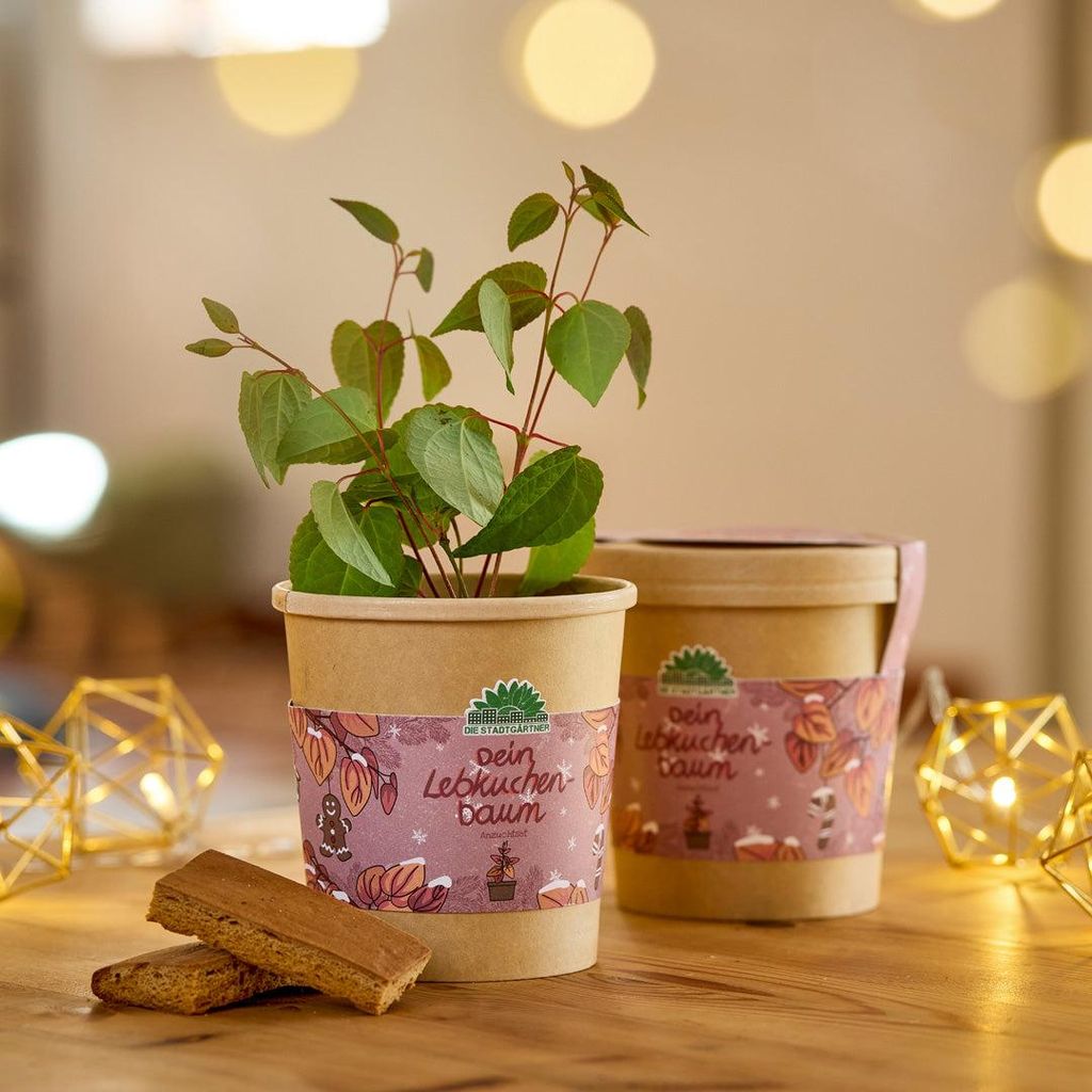 Lebkuchenbaum aus dem Becher – Anzuchtset mit Katsura-Samen – Duftender japanischer Lebkuchenbaum – Weihnachtsgeschenk mit Pflanzbecher, Saat...
