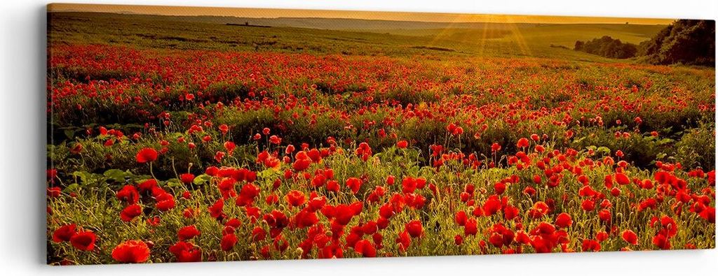 Bild auf Leinwand - Leinwandbild - Mohn Blume Wiese - 90x30cm - Wand Bild - Wanddeko - Wandbilder - Leinwanddruck - Bilder - Kunstdruck - Wanddekor...
