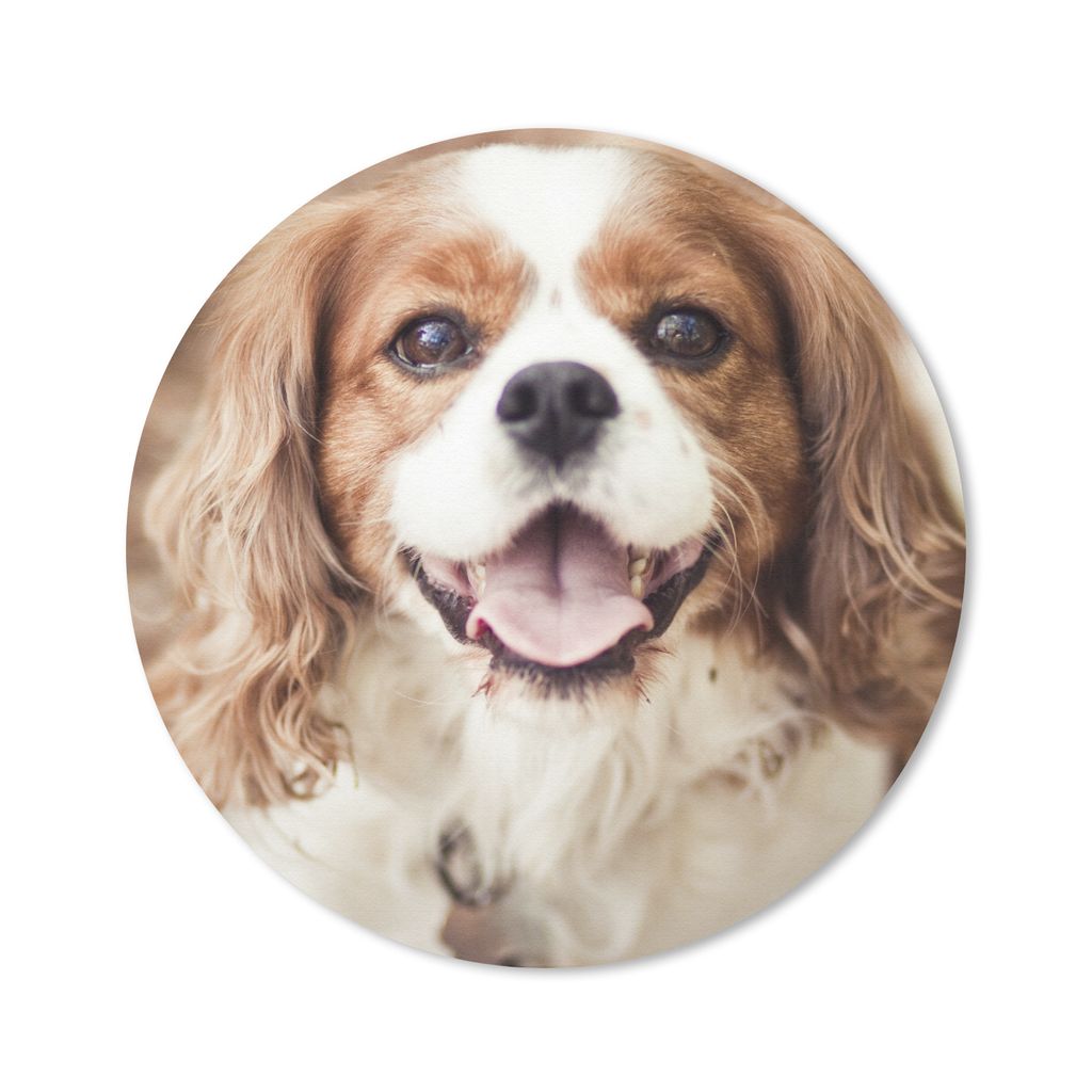 MuchoWow Mauspad Mousepad Cavalier King Charles Spaniel im Herbst 20x20 cm - Mousepads - Maus Mat - Pad - Mausunterlage - Schreibtischmatte