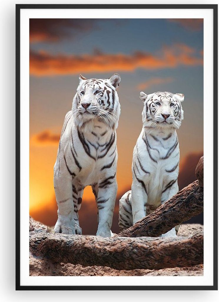 Gerahmtes Poster - Schwarzer Rahmen - Tiger weiß Rock Sonnenuntergang - 70x100 cm - Wand Bild - Wanddeko - Wandbilder - Wandposter - Bilderrahmen ...