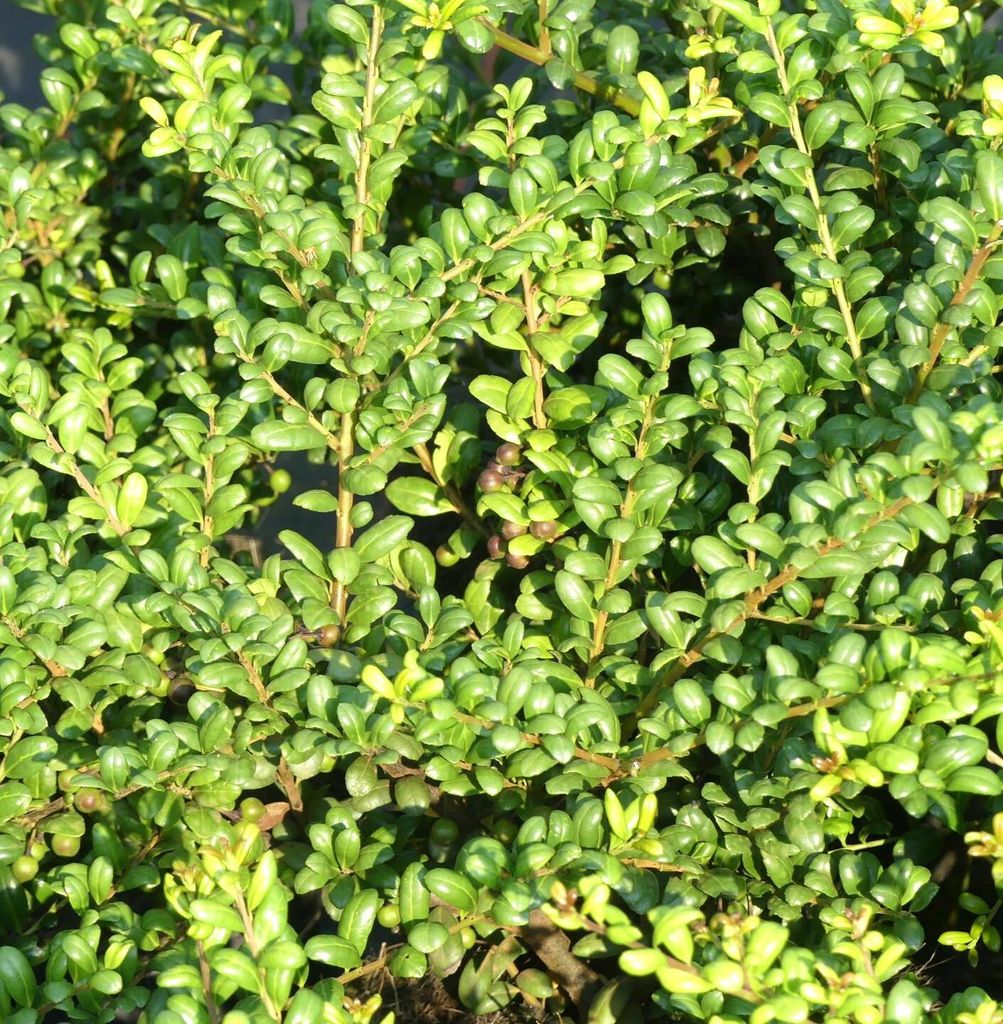 10 Stück Japanische Stechpalme Löffel - Ilex crenata - Convexa - grün 15 - 20 cm
