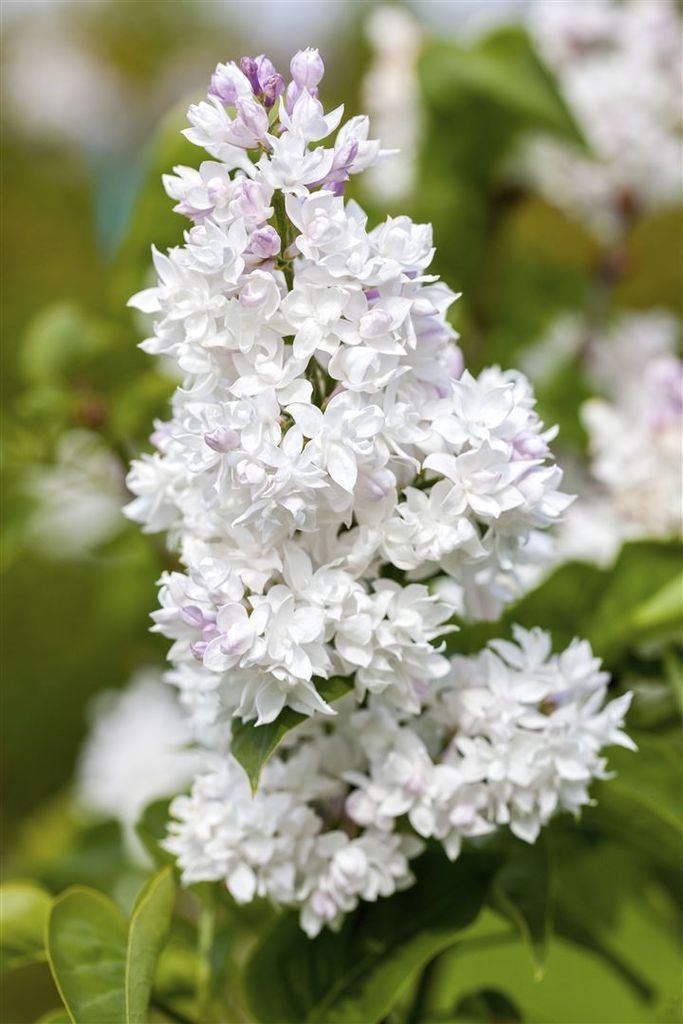 Syringa vulgaris 'Mme Lemoine', Flieder, weiß, 60–80 cm