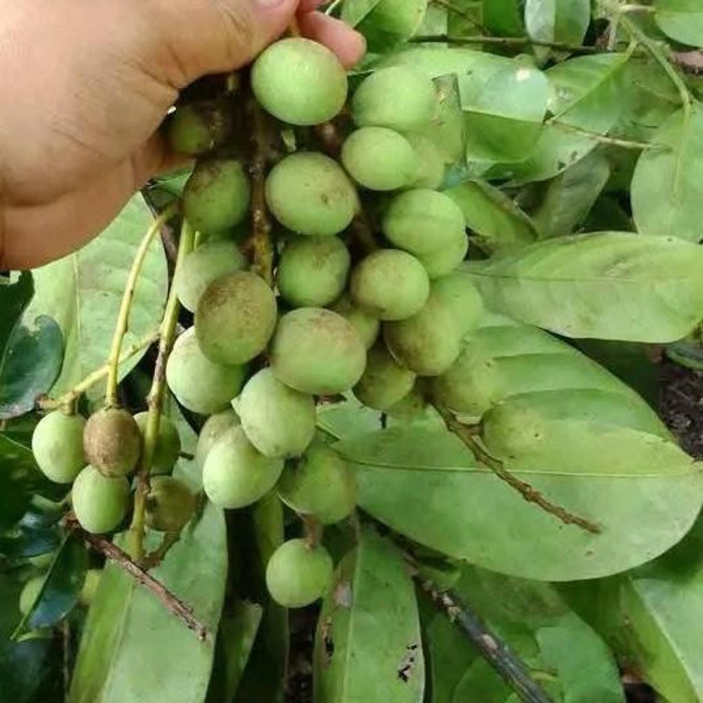 Griffiths Mango (Mangifera griffithii) - 1 Samen