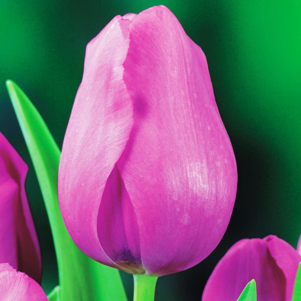 Tulipan Triumph Don Quichotte 5 szt. Tulipany Cebulki Zdjęcie produktu 