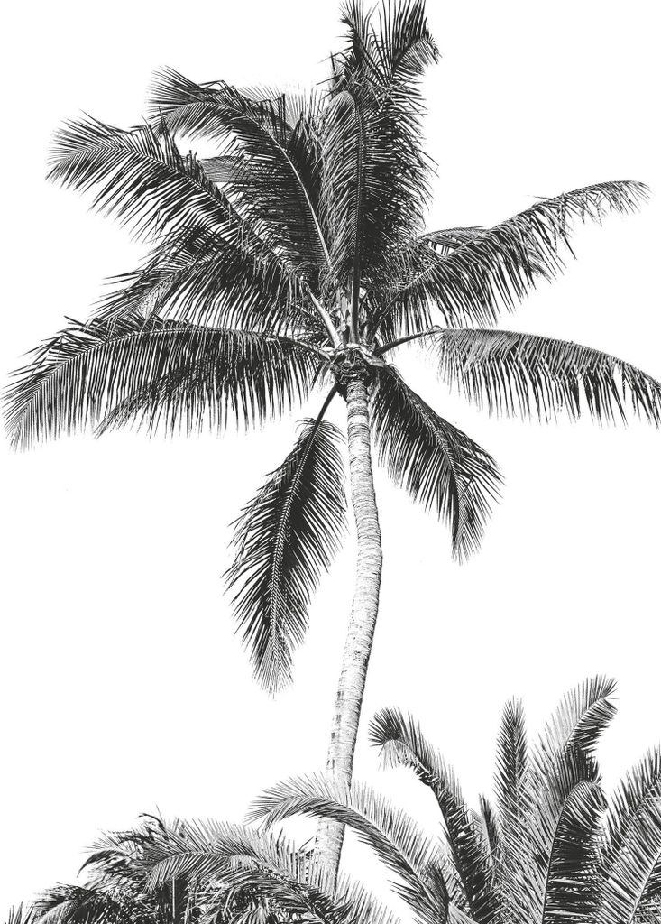 Komar Fototapete Retro Palm Schwarz-Weiß - 610833 - 200 x 280 cm