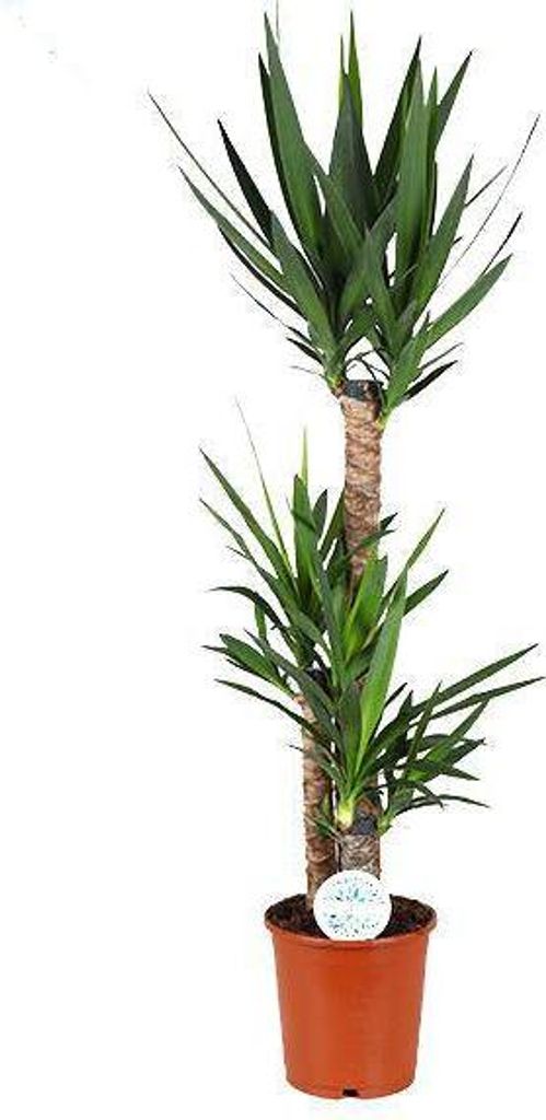 Palmlilie Yucca – Große Zimmerpflanze Ø24 cm – 125 cm hoch – Pflegeleicht & Robust – Ideal für Wohnzimmer & Büro