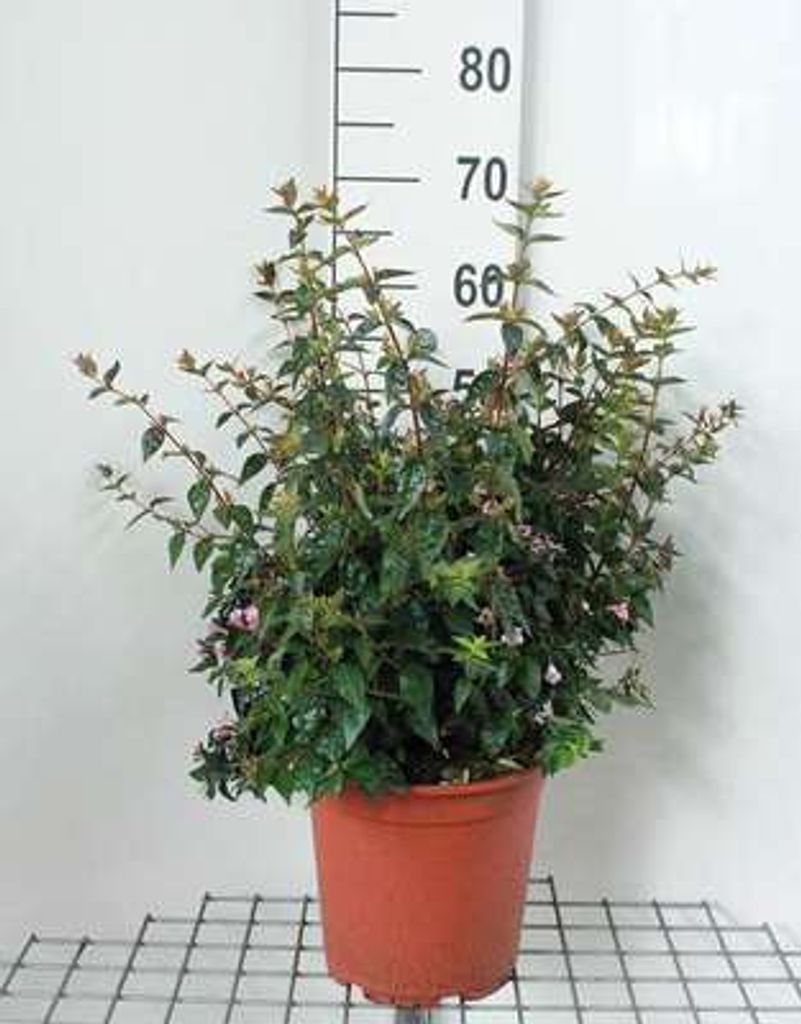 Abelia 'Edward Goucher' - Abelie 'Edward Goucher' 50- 60 cm Container