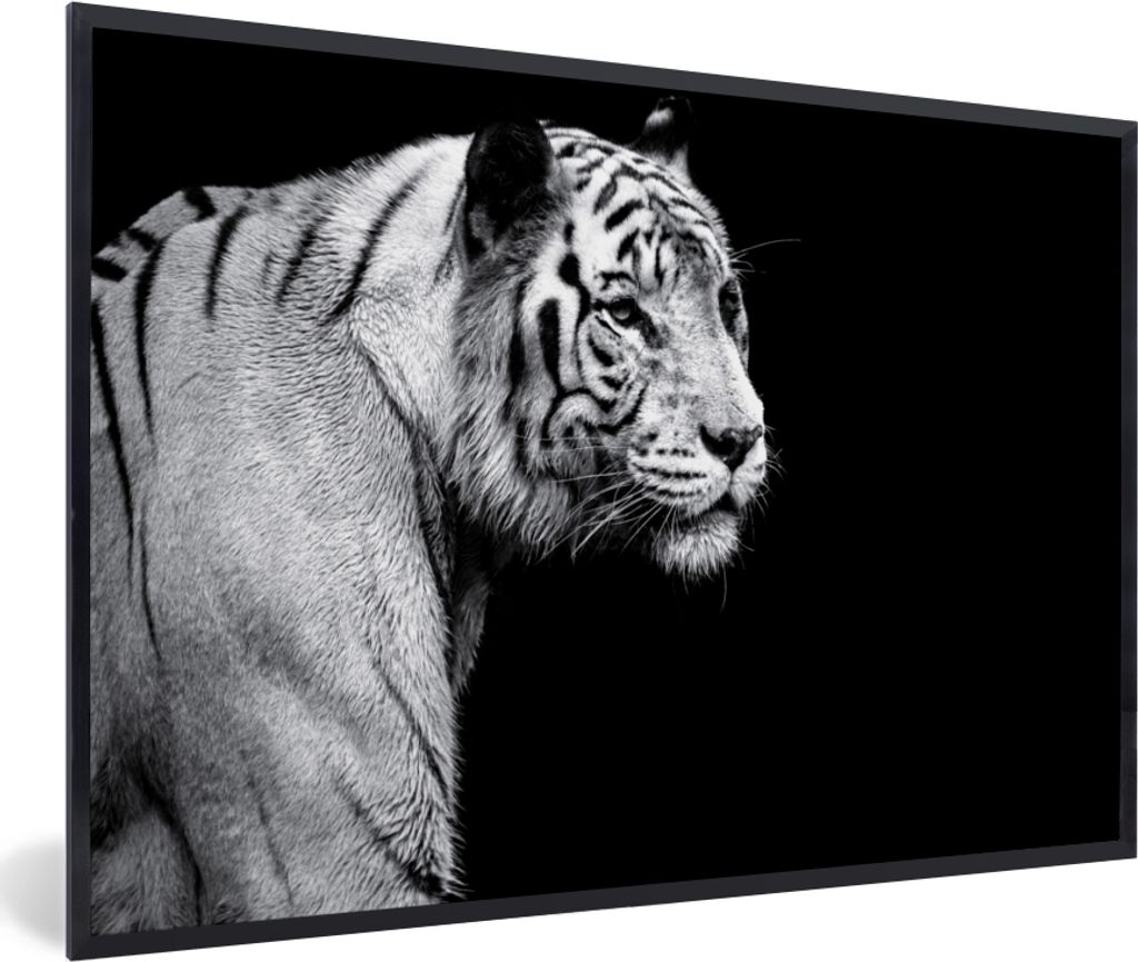 MuchoWow MuchoWow Gerahmtes Poster Studioaufnahme eines weißen Tigers auf schwarzem Hintergrund 90x60 cm - Poster mit zchwarzem Bilderrahmen -...