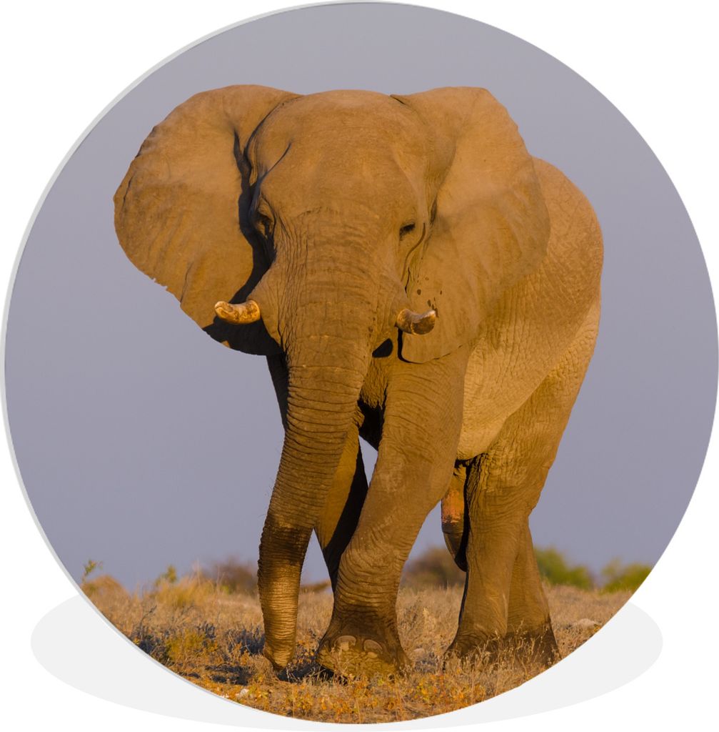 MuchoWow Rundes Wandbild - Runde Bilder Afrikanischer Elefant im Sand Ø 30 cm Kreis Wanddekoration Kunststoff - Wandkreis - Wandschmuck - Schlaf...