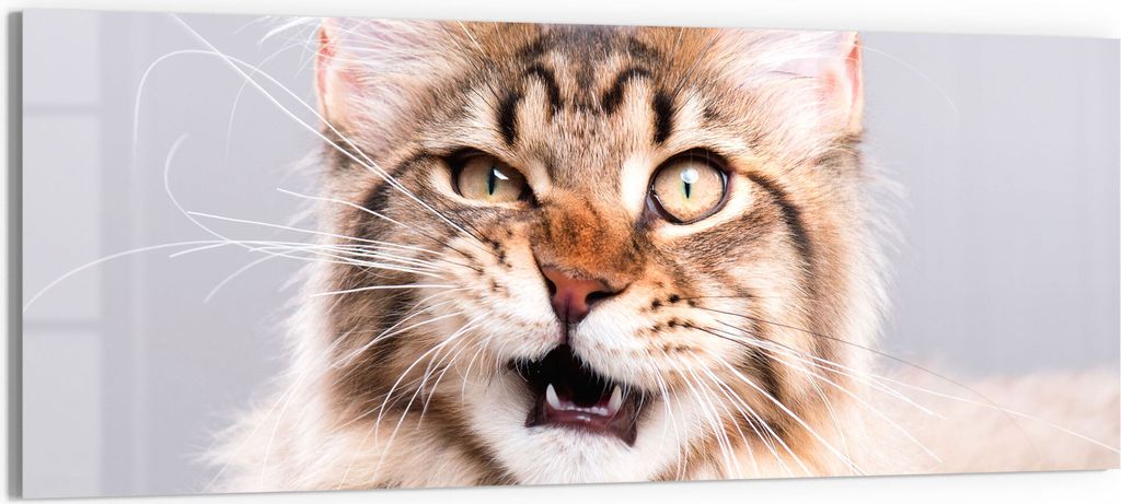 DEQORI Glasbild Echtglas 150x60 cm 'Maine Coon Katze faucht' Wandbild Bild modern Deko