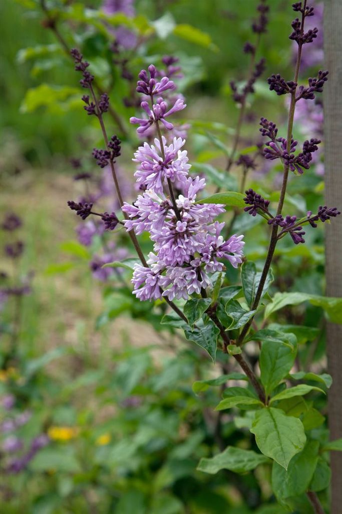Syringa josikaea, Ungarischer Flieder, lila, 60–100 cm