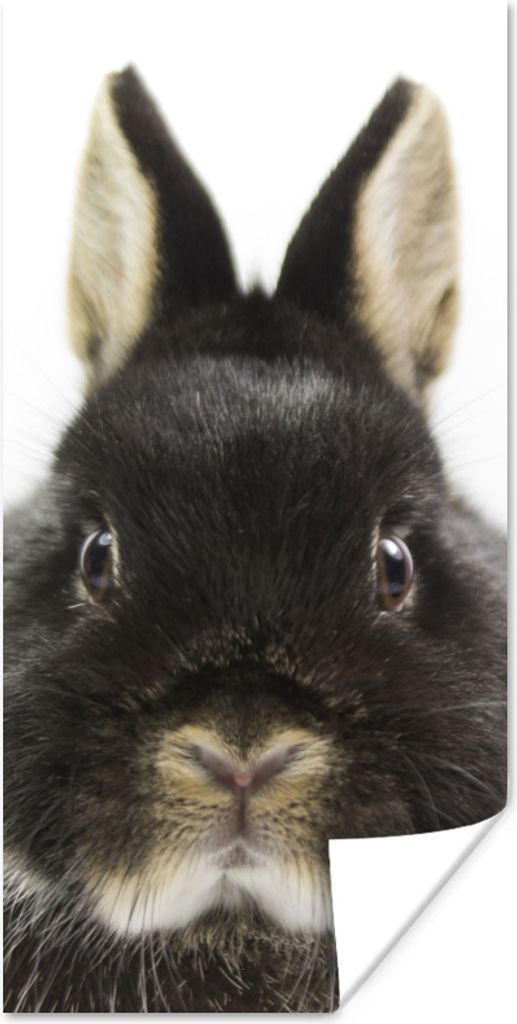 MuchoWow Poster Kaninchen - Haustiere - Fell 20x40 cm - Plakat - Foto