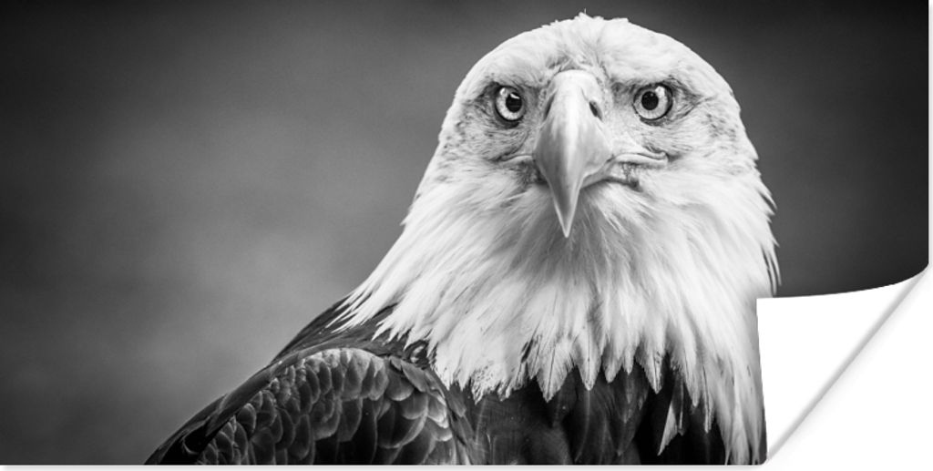 MuchoWow Poster Adler - Raubvogel - Schwarz - Weiß - Tiere 120x60 cm - Bild