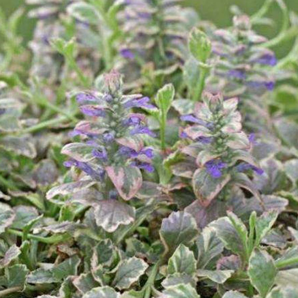 6 x Kriechender Günsel - Ajuga reptans 'Burgundy Glow' | Topf 9cm x 9cm