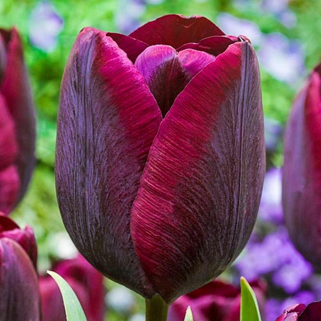 Tulipan Bordowy 10 szt. Tulipany Cebulki Tulipanów Cebule Zdjęcie produktu 