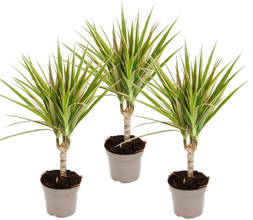 Albero del drago bicolore - Dracaena marginata Bicolor - Immagine del prodotto 