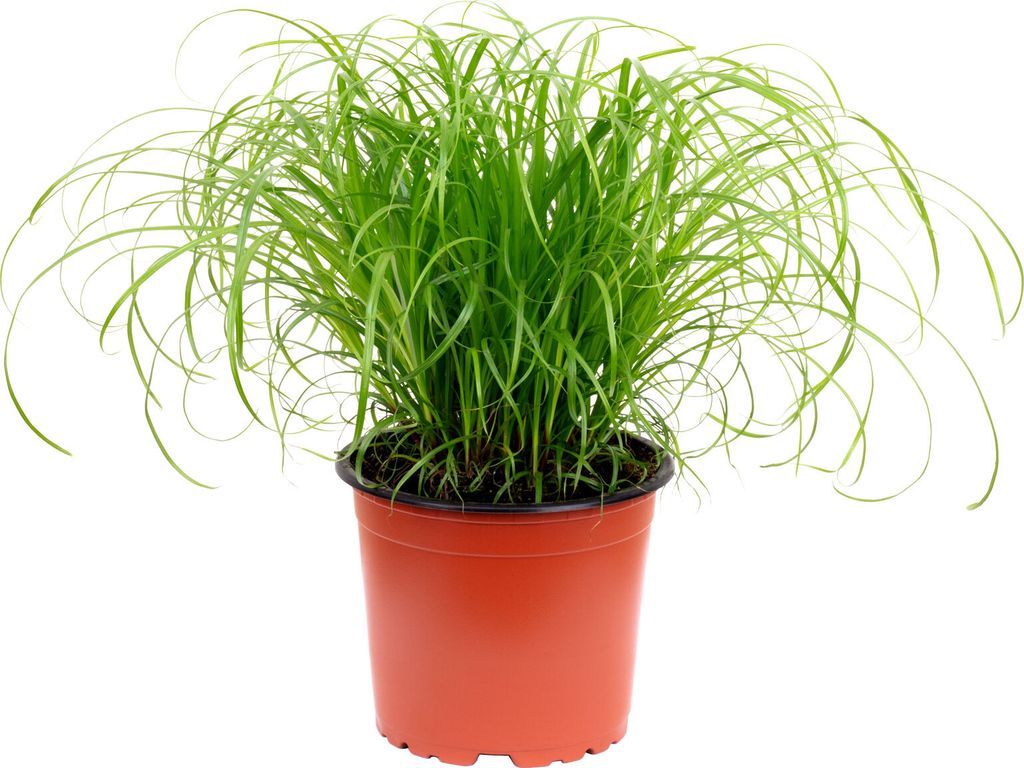 Katzengras "Zumula" – Natürliches Knabbergras für gesunde Produktbild 