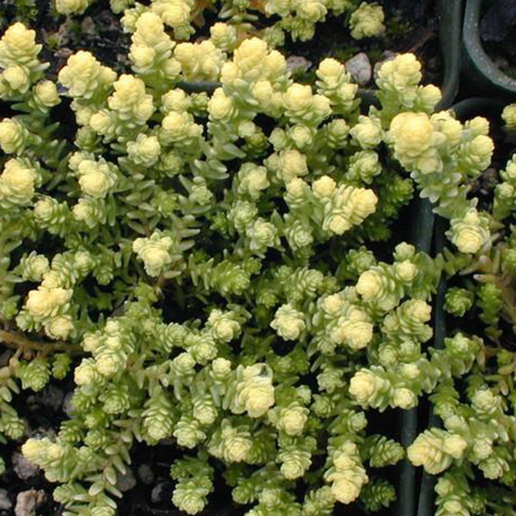 6 x Scharfer Mauerpfeffer - Sedum acre 'Elegans' | Topf 9cm x 9cm