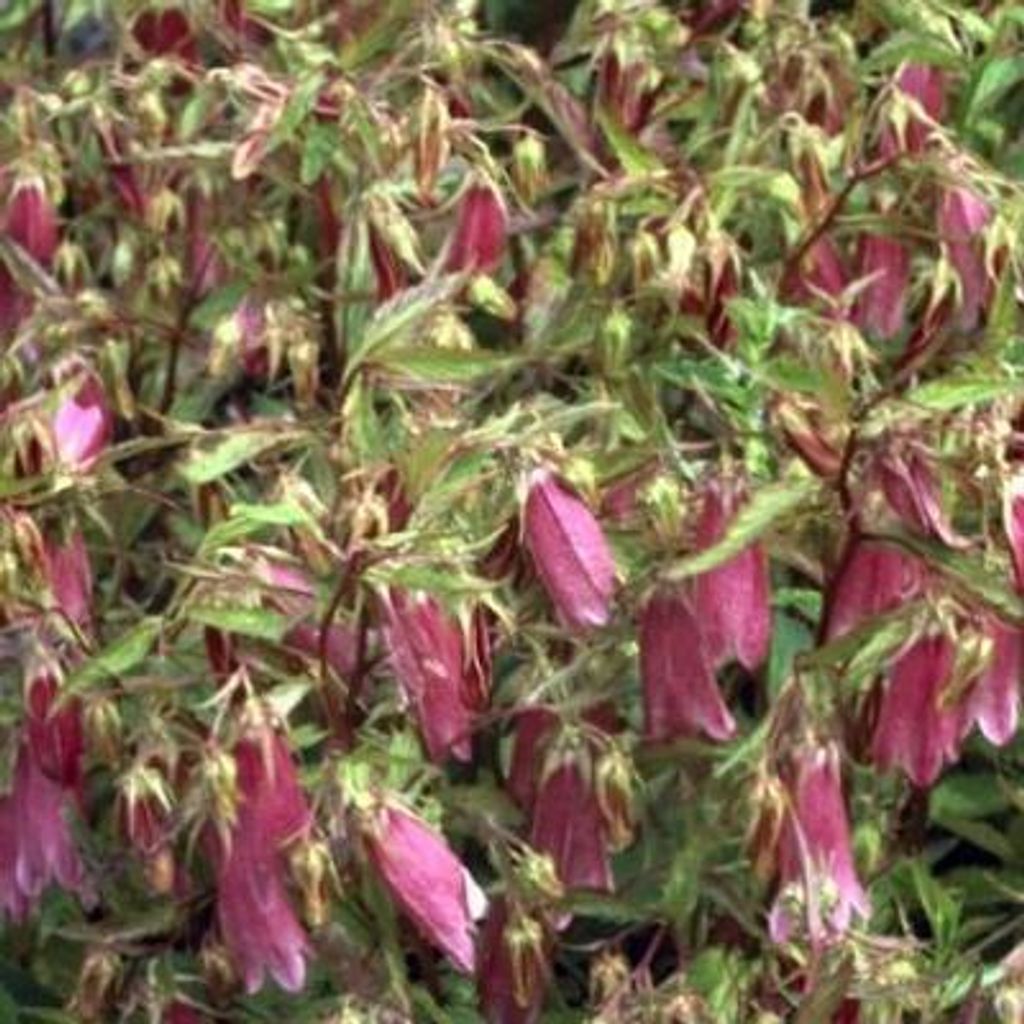 6 x Campanula hybr. 'Elizabeth' - Bergminze - Topf 9 x 9 cm