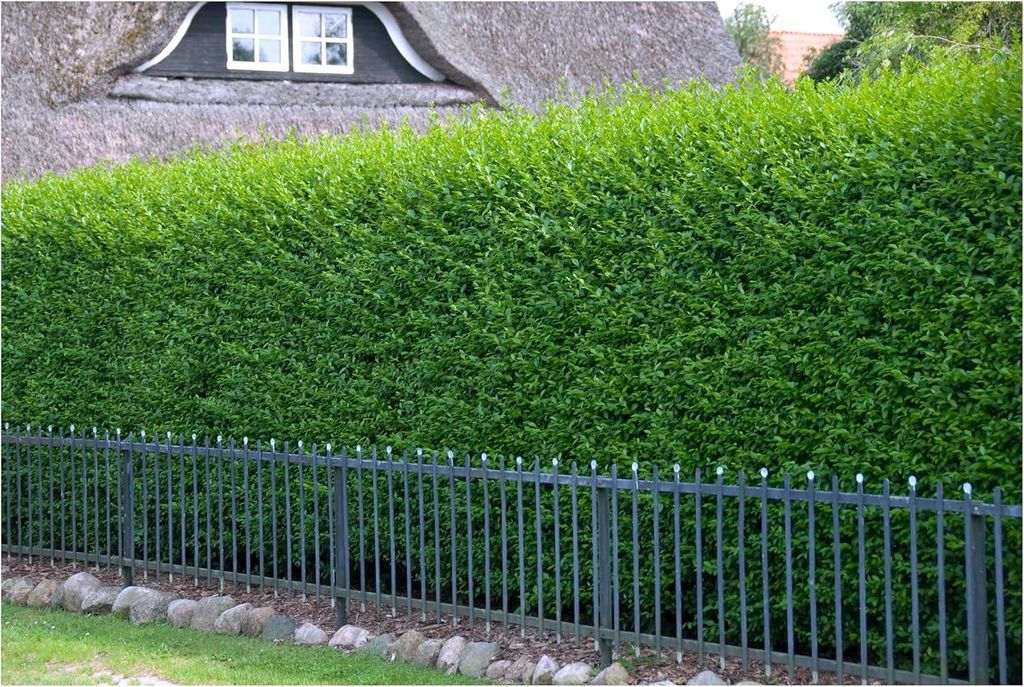 Stauden Gänge 100 x Ligustrum vulgare 'Atrovirens' - Schwarzgrüner Liguster - Natürlich schön, pflegeleicht und langlebig - Heckenpflanze