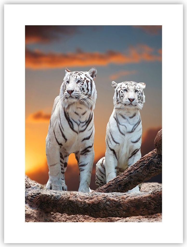 Poster - Poster ohne Rahmen - Tiger weiß Rock Produktbild 