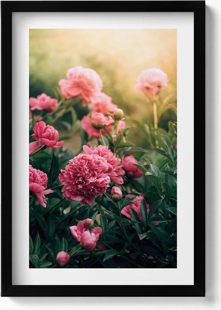 Rosa Blumen auf der Wiese– Wandbild mit Rahmen – Gerahmtes Bild – Wanddekoration – 40x60 cm – Schwarz
