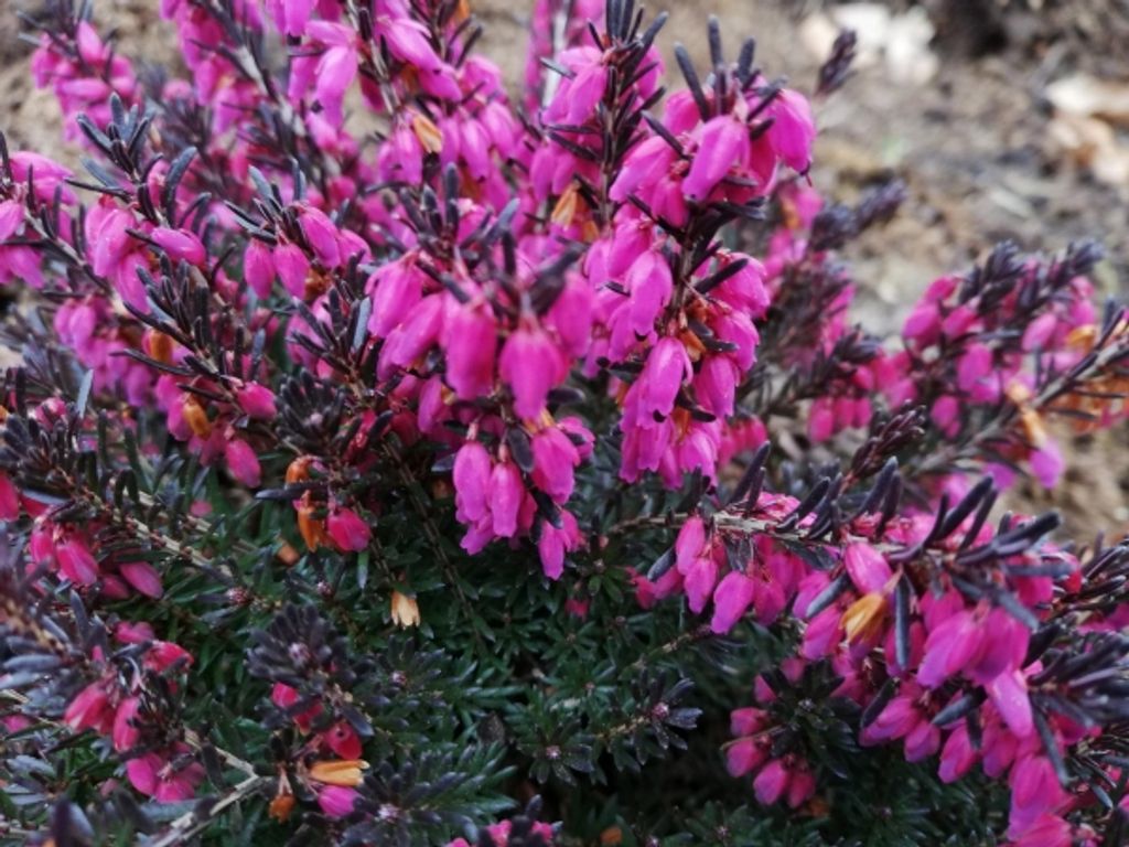 Erica carnea Mojave - Winterheide - 5-Stück Produktbild 
