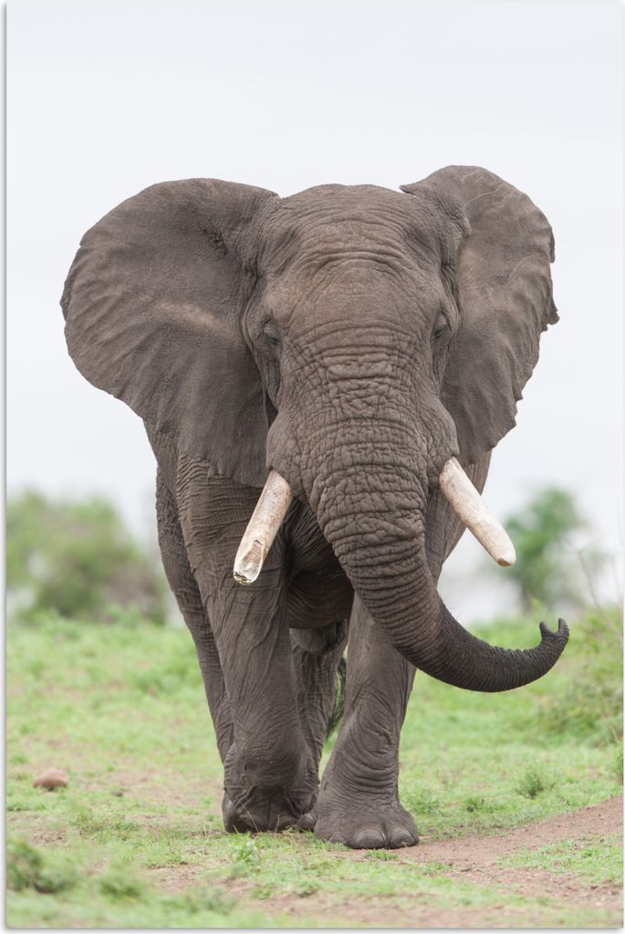 MuchoWow Poster Elefant - Tiere - Gras - Natur 60x90 cm - Wanddekoration