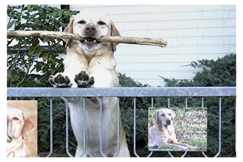 Weimaraner - Metall Warnschild Hundeschild