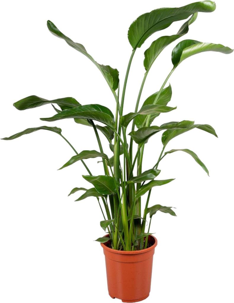 Trendyplants - Strelitzia Nicolai - Paradiesvogelblume - Zimmerpflanze - Höhe 110-130 cm - Topfgröße Ø17cm