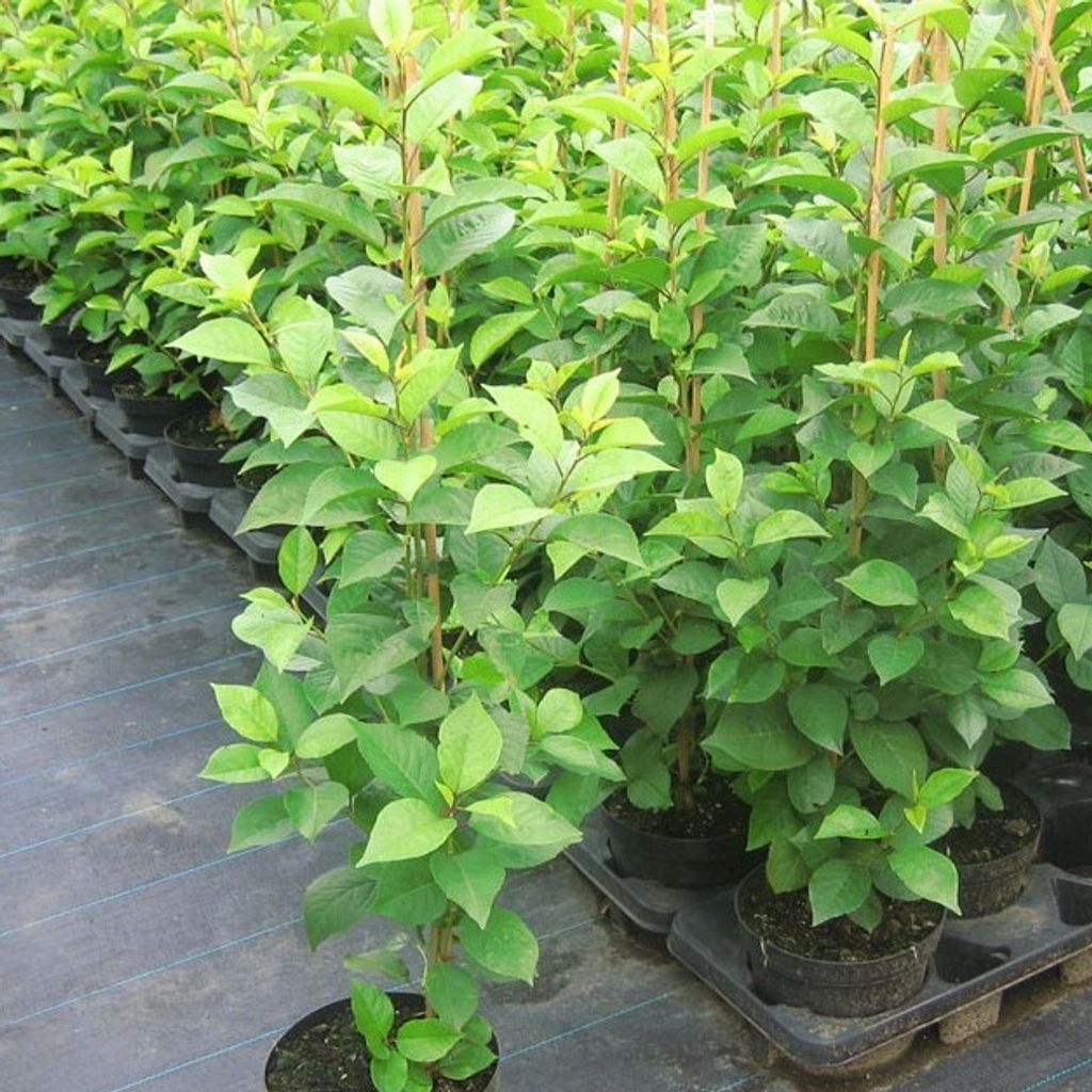 Zwergsauerkirsche Kobold Zwergobst