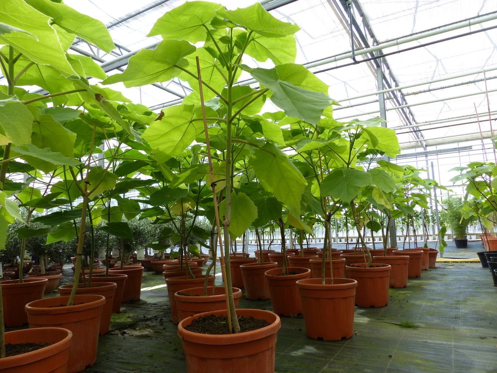 Blauglockenbaum Kiribaum 130 - 150 cm Paulownia tomentosa Kaiserbaum