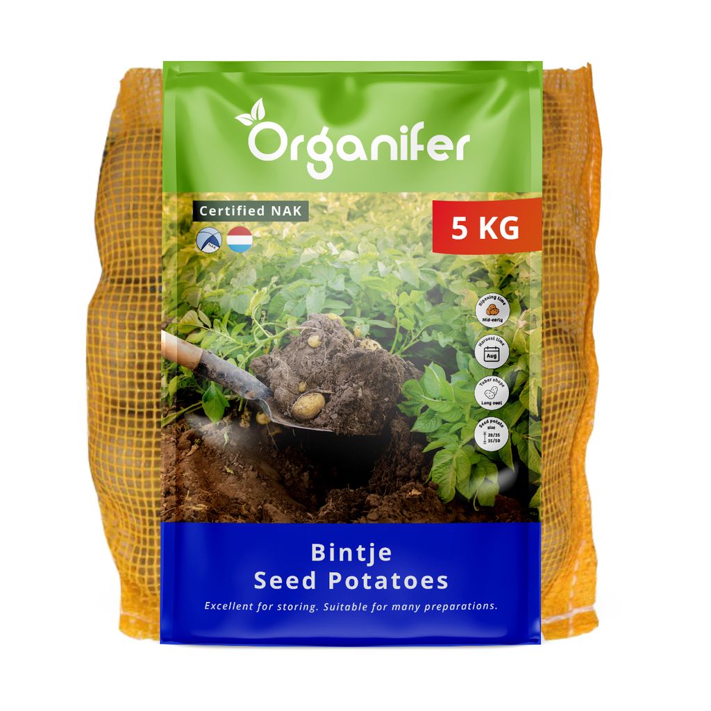Sadbové brambory Bintje A 28/35 (5 kg) - Organifer Obrázek produktu 