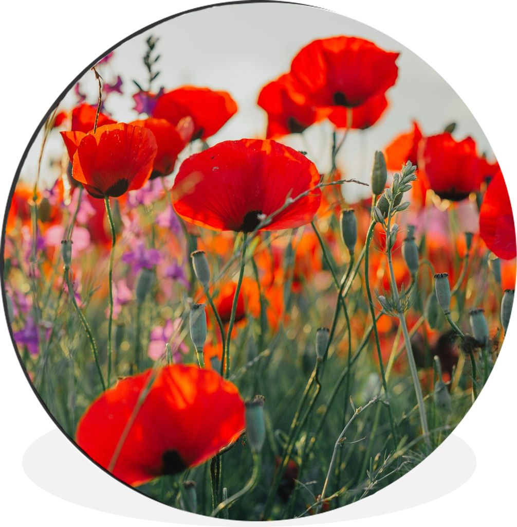 MuchoWow Aluminium Wandkreis Mohn - Blumen - Rot - Lila - Wiese Ø 60 cm Wanddeko Modern Wohnzimmer - Wand Kreis - Wandbild - Schlafzimmer - Alum...