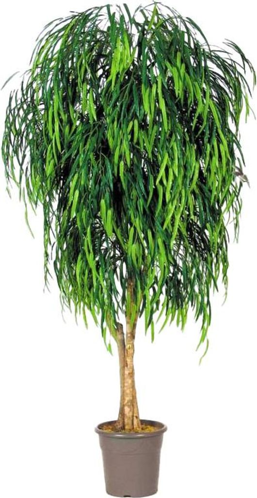 artplants.de Deko Trauerweide Morino, Echtstämme, grün, crossdoor, 175cm - Italy - Kunstpflanzen Baum