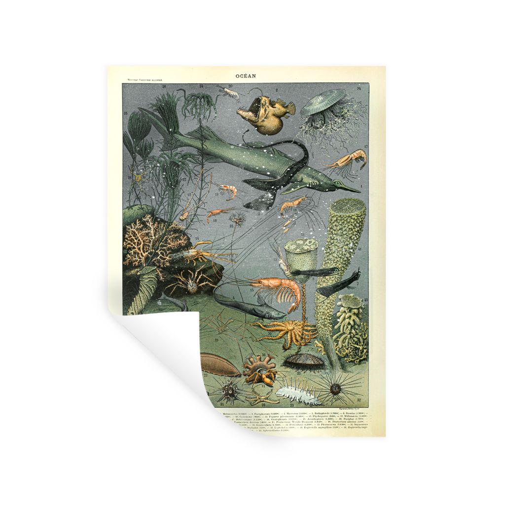 MuchoWow Wandtattoo Wandsticker Wandaufkleber Meer - Korallen - Natur 90x120 cm Selbstklebend und Repositionierbar - Faltenfrei