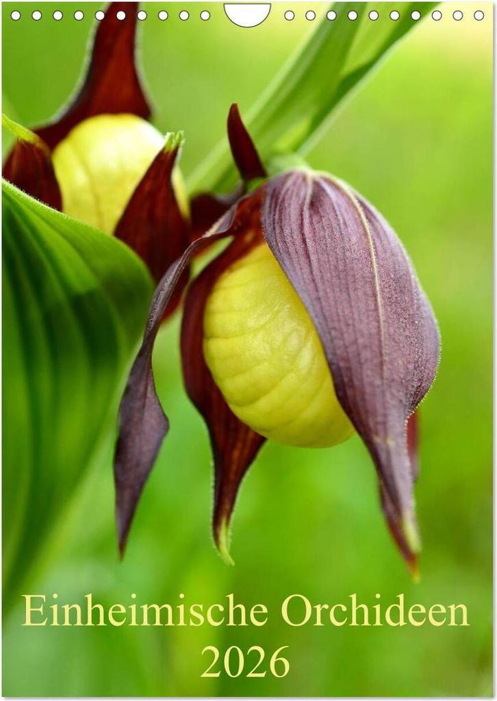 Einheimische Orchideen (Wandkalender 2026 DIN A4 hoch), CALVENDO Monatskalender