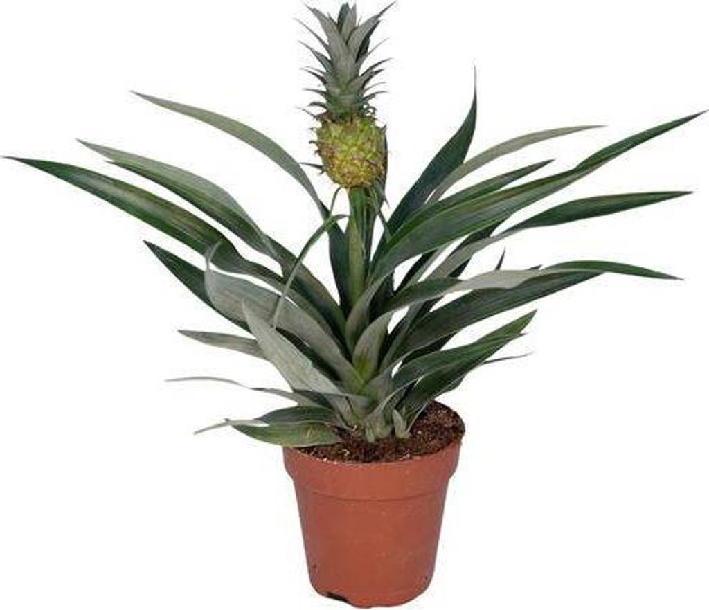 Ananaspflanze Bromelia Ananas tropische Zimmerpflanze 30cm Ø12cm pflegeleicht