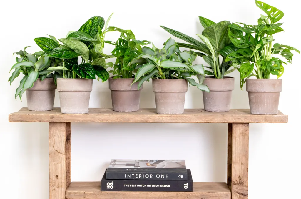 Lot de 6 Plantes d'Intérieur Mixtes 20-25cm pour Décoration Maison