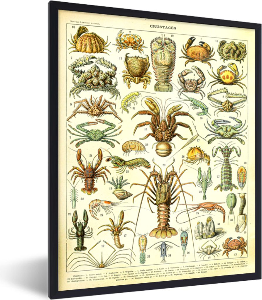 MuchoWow Gerahmtes Poster Hummer - Tiere - Meerestiere - Vintage - Adolphe Millot 60x80 cm - Poster mit Schwarzem Bilderrahmen Wandposter Rahmen ...