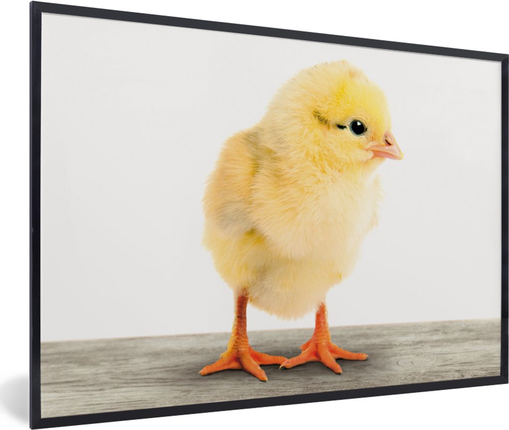 MuchoWow Gerahmtes Poster Küken - Tiere - Jungen - Mädchen - Kinder 60x40 cm - Poster mit Schwarzem Bilderrahmen Wandposter Rahmen Foto Bilder ...