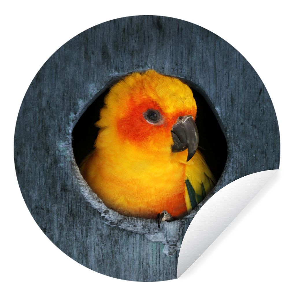 MuchoWow Runde Wandtattoo - Wandsticker Tapete Aufkleber Ein Sonnensittich sitzt in einem Nest in einem Baum Ø 50 cm Selbstklebend und Repositio...