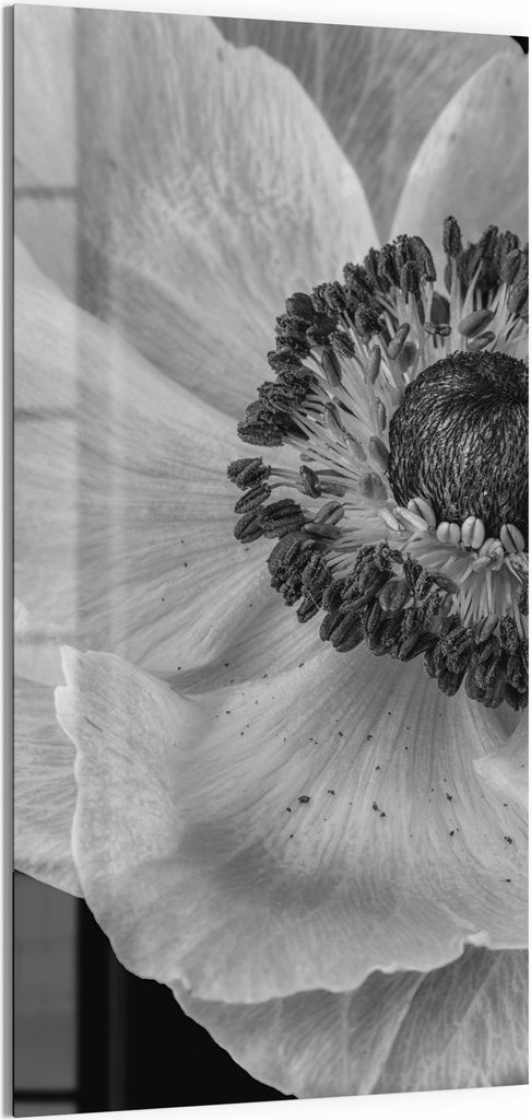DEQORI Magnettafel Glas 50x100 cm 'Schattenspiel der Blume' beschreibbar Whiteboard Küche