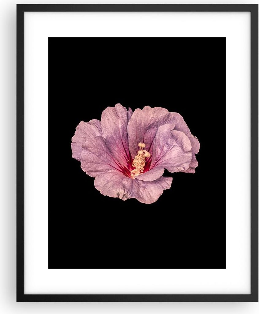 Gerahmtes Poster - Schwarzer Rahmen - Hibiskus Blume Rosa - 40x50 cm - Wand Bild - Wanddeko - Wandbilder - Kunstposter - Wandposter - Bilderrahmen ...