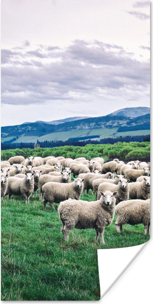 MuchoWow Poster Schafe - Natur - Gras 20x40 cm - Plakat - Foto