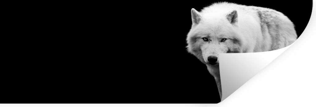 MuchoWow Wandtattoo Wandsticker Wandaufkleber Wolf - Tier - Schwarz - Weiß 90x30 cm Selbstklebend und Repositionierbar - Selbstklebend - Fototap...