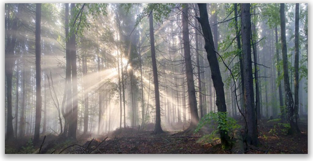 Tulup Leinwand-Bilder 120x60 Wandbild Canvas Kunstdruck Wald Natur